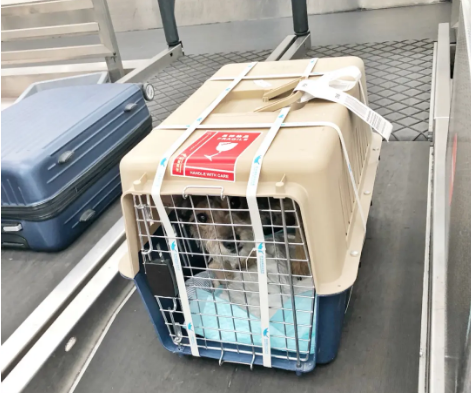 开封宠物托运 宠物托运公司 机场宠物托运 宠物空运